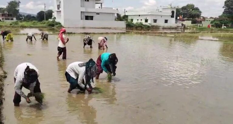 दून बासमती की खुशबू फिर लौटेगी मुख्यमंत्री के संकल्प, जिला प्रशासन की पहल